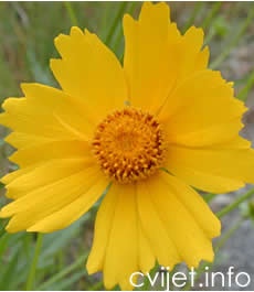 Djevojačko oko - Coreopsis grandiflora